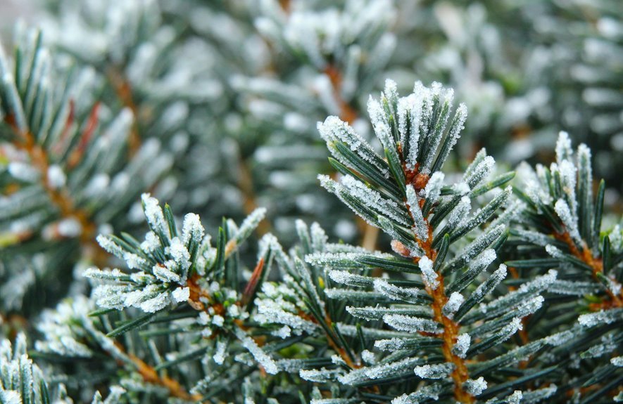 crystalbound heralds starweld sanctum