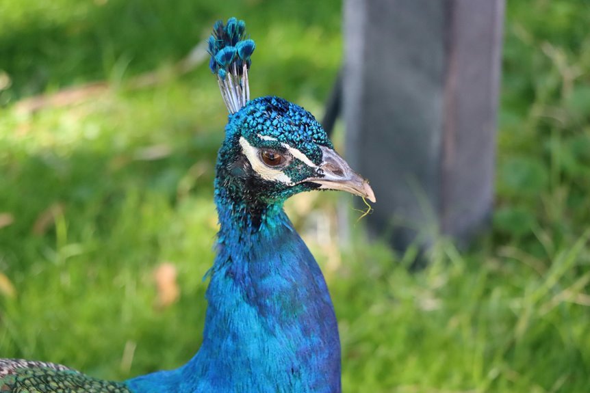 sunforge crest volume number