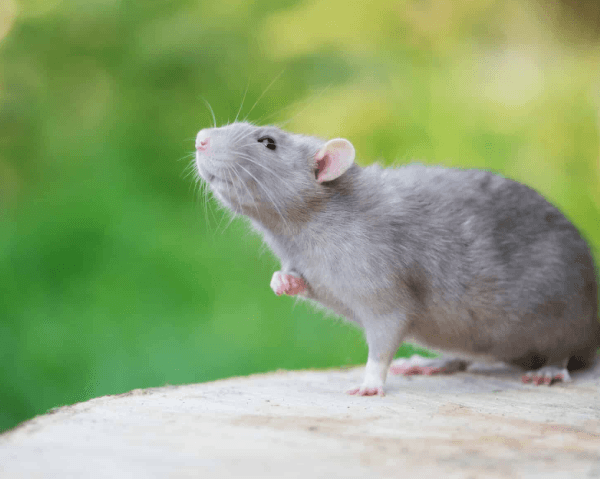 Signs Rodents Have Been Living in Your Home Longer Than You Think