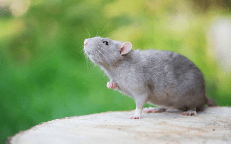 Signs Rodents Have Been Living in Your Home Longer Than You Think